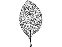 PLNT0096.jpg