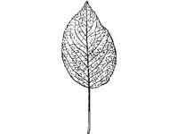 PLNT0093.jpg