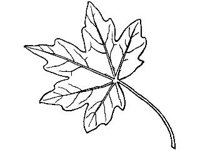 PLNT0088.jpg
