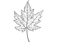 PLNT0087.jpg