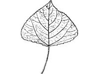 PLNT0086.jpg