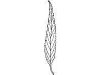 PLNT0085.jpg