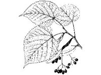 PLNT0084.jpg