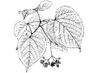 PLNT0083.jpg