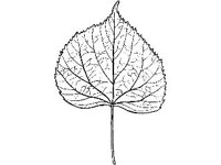 PLNT0082.jpg