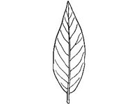 PLNT0080.jpg