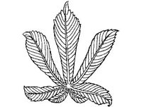 PLNT0079.jpg