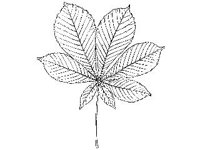PLNT0078.jpg