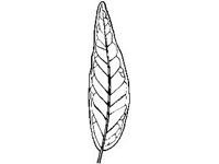 PLNT0076.jpg