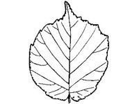 PLNT0075.jpg