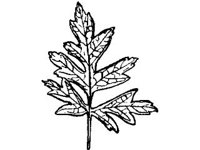 PLNT0074.jpg