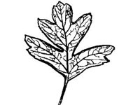PLNT0073.jpg