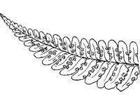 PLNT0069.jpg