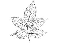 PLNT0068.jpg