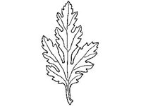 PLNT0066.jpg