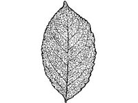 PLNT0065.jpg