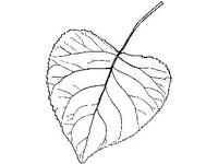 PLNT0064.jpg
