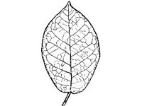 PLNT0063.jpg