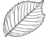 PLNT0062.jpg