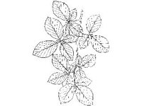 PLNT0061.jpg