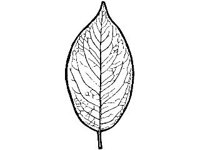 PLNT0060.jpg