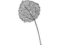 PLNT0059.jpg