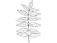 PLNT0058.jpg