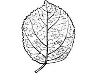 PLNT0057.jpg