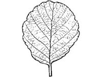 PLNT0056.jpg