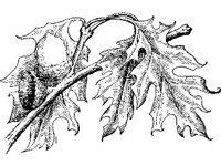 PLNT0055.jpg