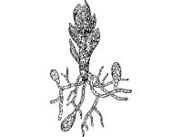 PLNT0230.jpg