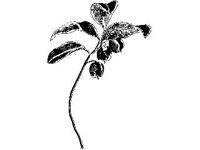 PLNT0228.jpg