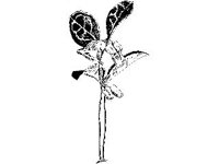 PLNT0227.jpg