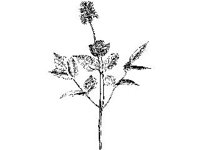 PLNT0225.jpg