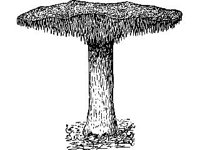 PLNT0222.jpg