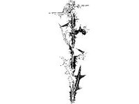 PLNT0219.jpg