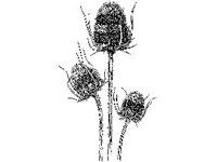 PLNT0218.jpg