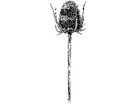 PLNT0217.jpg