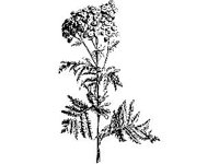PLNT0216.jpg