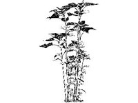 PLNT0213.jpg