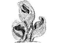 PLNT0206.jpg