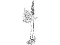 PLNT0205.jpg