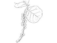 PLNT0204.jpg