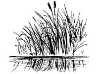PLNT0201.jpg