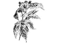 PLNT0199.jpg