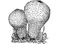 PLNT0198.jpg