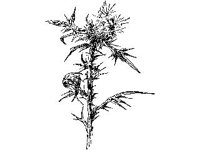 PLNT0197.jpg
