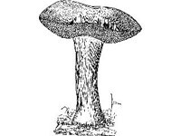 PLNT0195.jpg