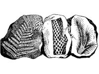 PLNT0192.jpg