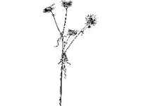 PLNT0191.jpg